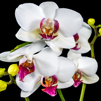 Beautiful branches white and red orchid flower (phalaenopsis) with bud is  isolated on black background, closeup