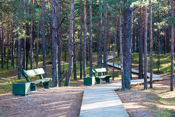 istock autumn colored tourism trail in the woods 522922225