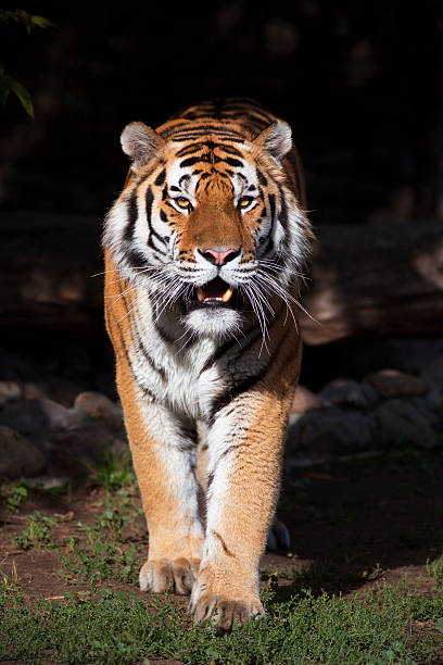 istock Fullsize bright sunny portrait of a dreadful Siberian tiger. 522922239