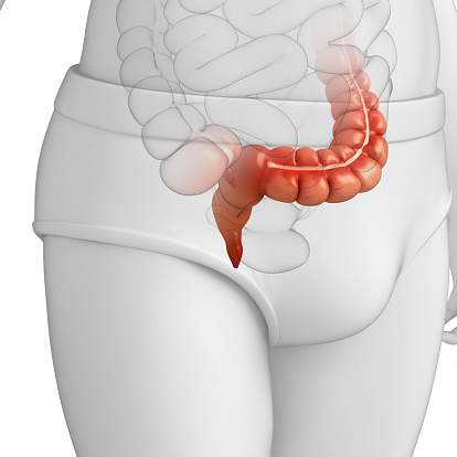 Illustration of Male large intestine anatomy