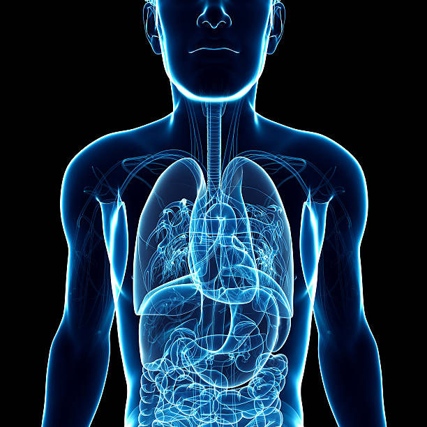 istock Male x-ray respiratory ststem artwork 522922363