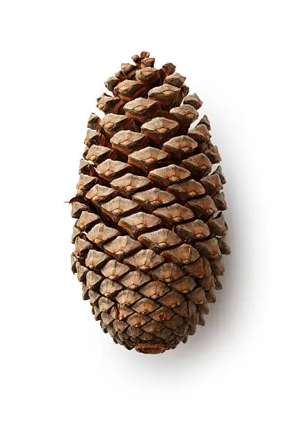 Photo of Christmas: Pine Cone