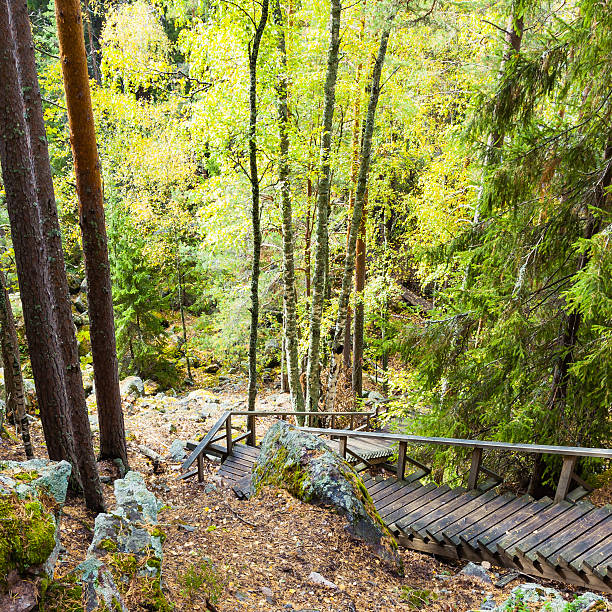 Wooden stairs in forest