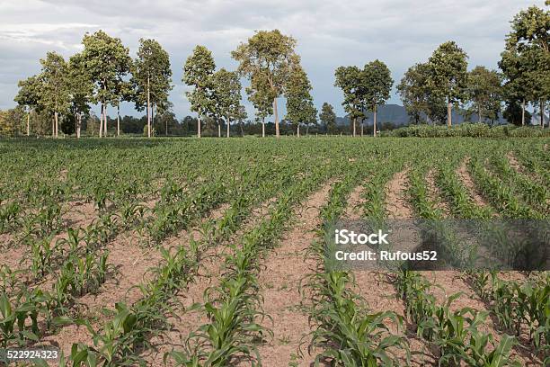 Foto de Campo De Plantas De Milho Jovem e mais fotos de stock de Agricultura - Agricultura, Botânica - Assunto, Cena Não-urbana