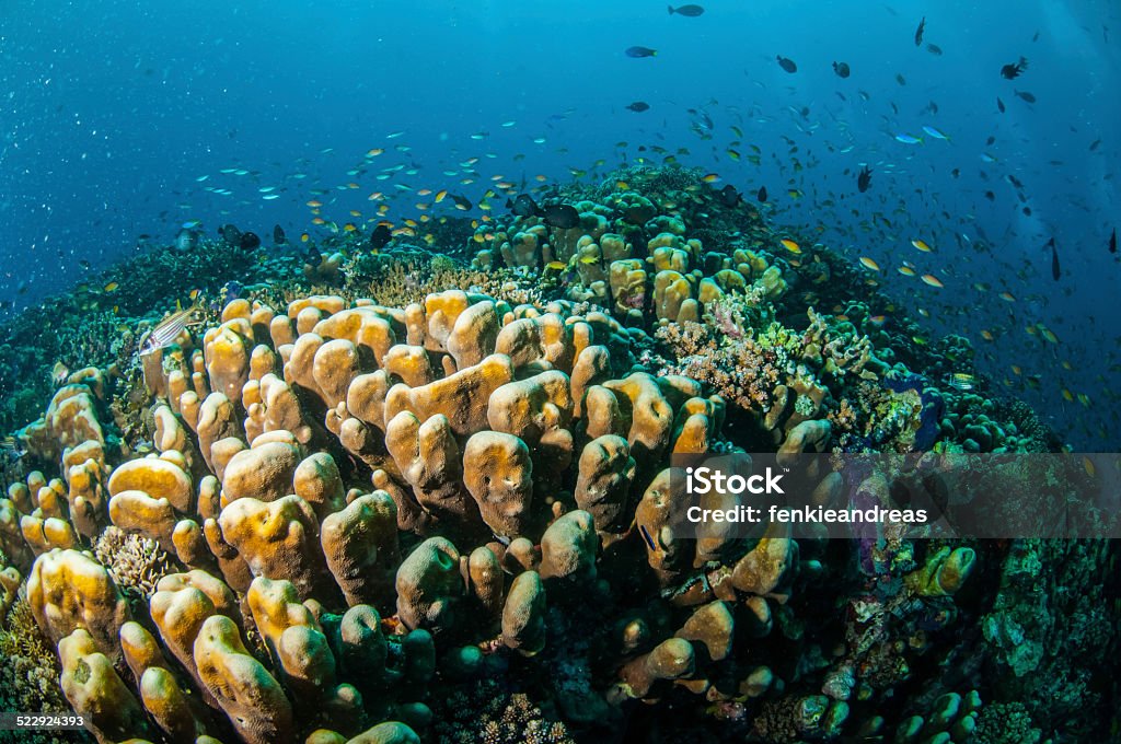 Various reef fishes, Gili Islands, Lombok, West Nusa Tenggara, Indonesia underwater There are various hard coral reefs, sponges and anthias Animal Stock Photo