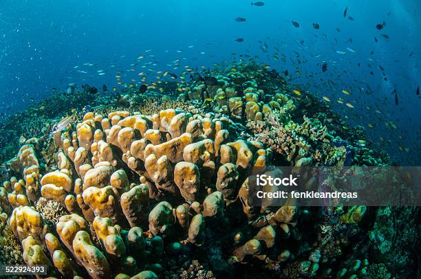 Various Reef Fishes Gili Islands Lombok West Nusa Tenggara Indonesia Underwater Stock Photo - Download Image Now