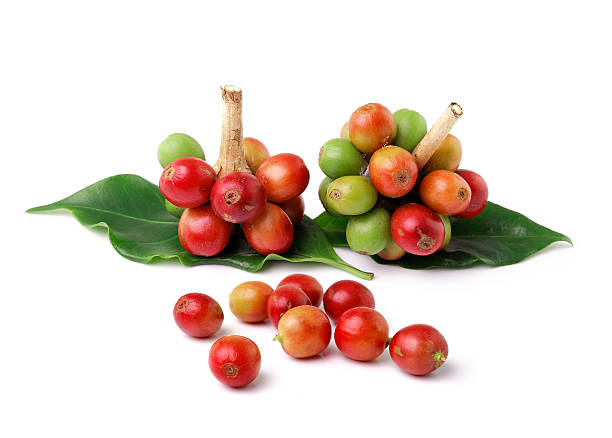 istock fresh coffee beans isolated on white background 522924795