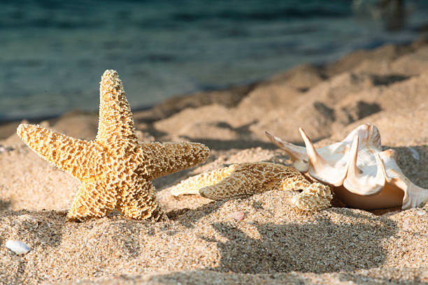 istock Starfish and sunrise on the beach. 522924961