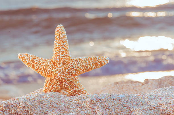 istock Starfish and sunrise on the beach. 522924969
