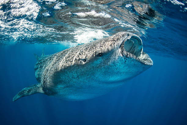 Whale shark feeding in the sea Whale shark swimming in the sea just below the water surface with its mouth open during the feeding. whale shark photos stock pictures, royalty-free photos & images