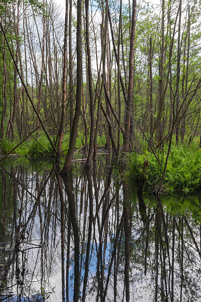 istock old dead trees in a lake in forst 522925047