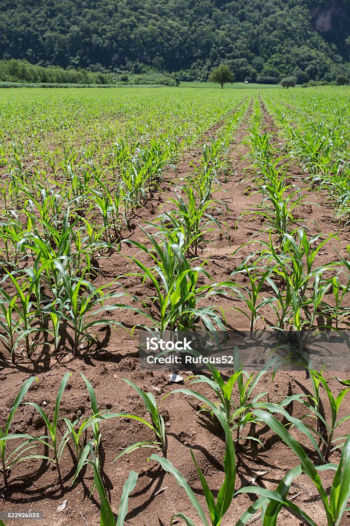 Campo de plantas de milho jovem - Foto de stock de Agricultura royalty-free