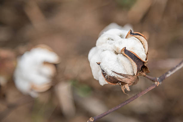 istock Cotton Plant Close-up 522926599