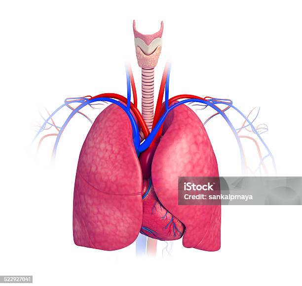 Foto de Masculino Anatomia Pulmões e mais fotos de stock de Alvéolos - Alvéolos, Anatomia, Asmático