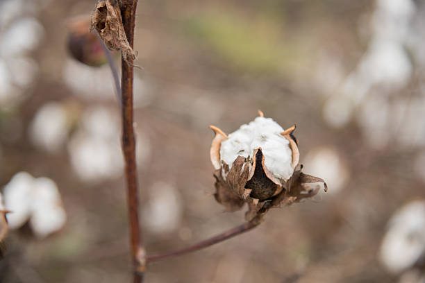 istock Cotton Plant Close-up 522927847