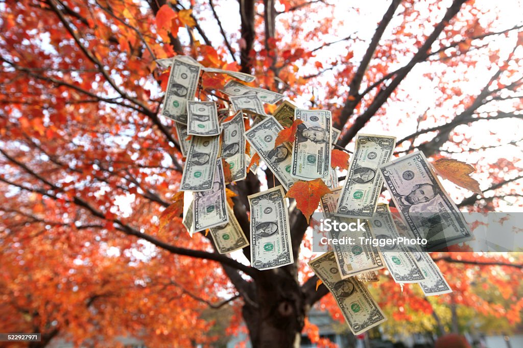 Money Tree money growing on trees. Currency Stock Photo