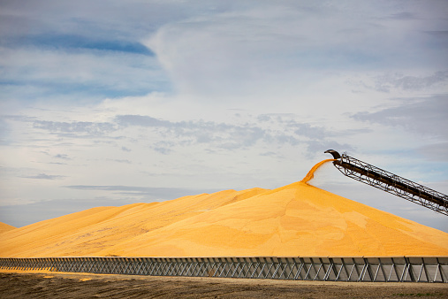 An abundant supply of corn at a midwest processing plant.