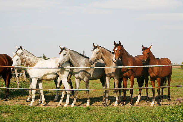 istock Arabian horses stands together in the corral 522945805