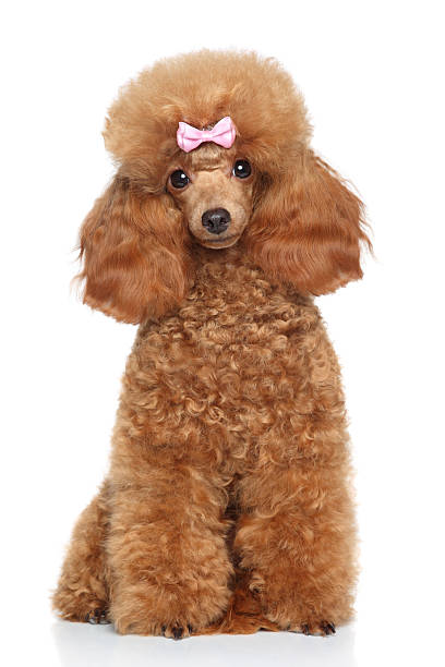 istock Toy poodle with pink bow 522946289