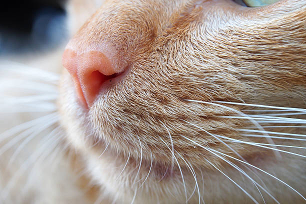 istock Closeup cat nose and mustache 522946361