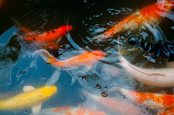 istock Koi or carp chinese fish in water 522947171