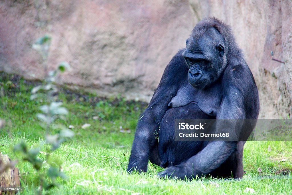 Wild gorilla Photo shows a closeup of a wild gorilla on the grass. Animal Stock Photo