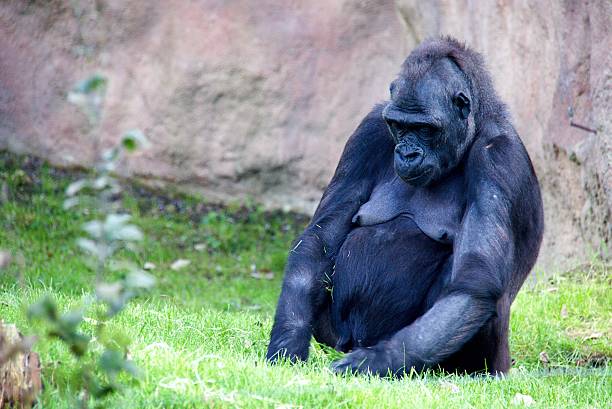 Wild gorilla stock photo