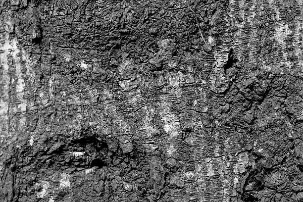 istock wooden texture background black and white 522948431