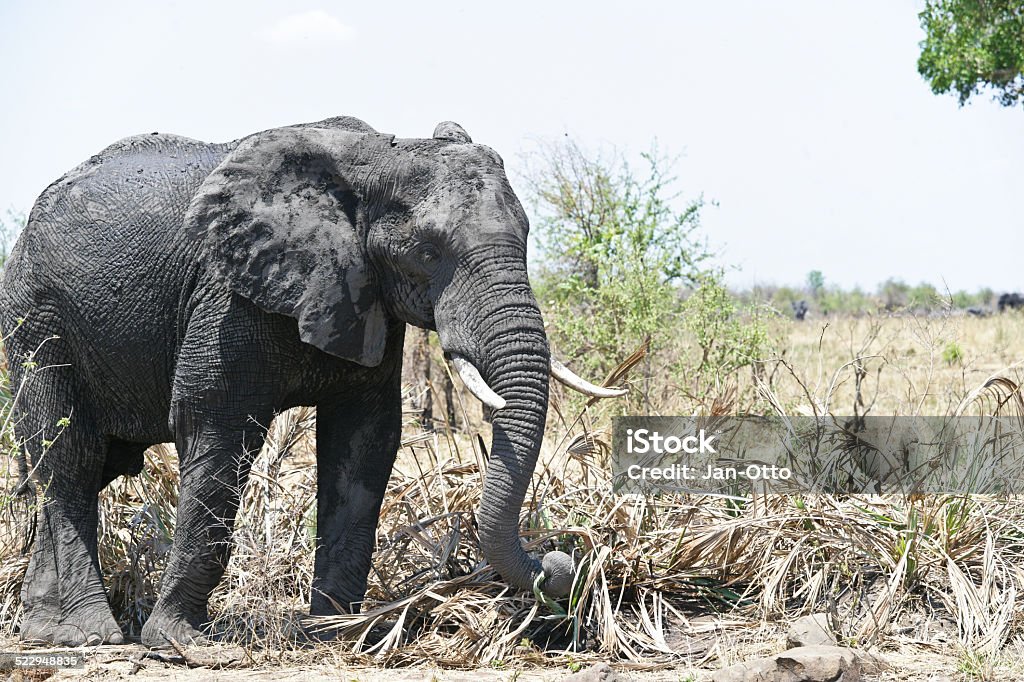 Einzelne Elefanten im Krüger Nationalpark - Lizenzfrei Afrika Stock-Foto