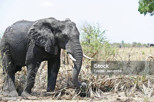 Einzelne Elefanten Im Krüger Nationalpark Stockfoto und mehr Bilder von Afrika - Afrika, Afrikanischer Elefant, Eine Person