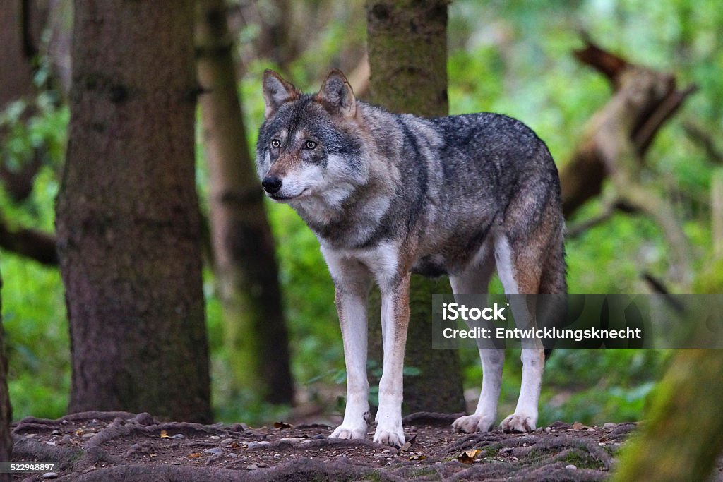 Wolves Single File Line Forest Single Wolf In The Forest Stock Photo - Download Image Now - Animal ...