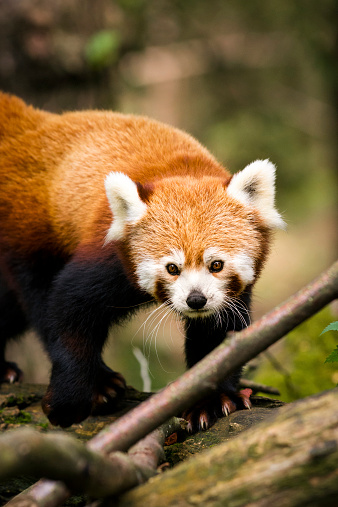 Red panda in deep forest looking for food.