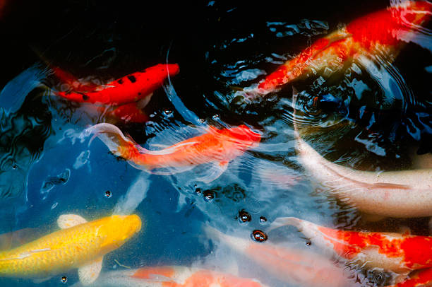 istock Koi or carp chinese fish in water 522949569