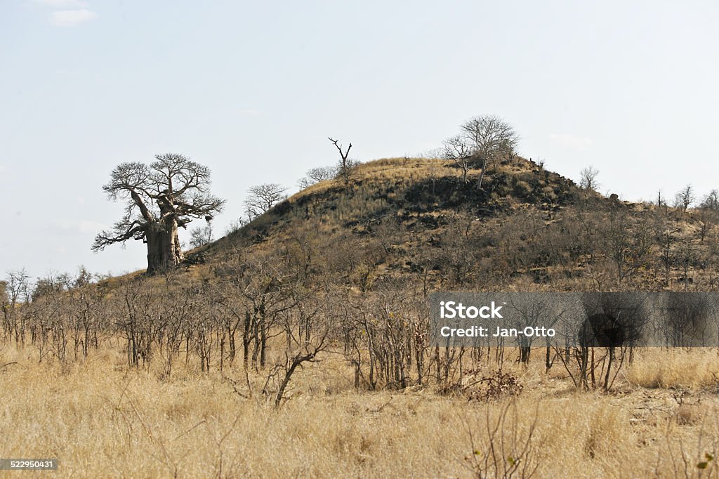 Baobab im Krüger national park - Lizenzfrei Affenbrotbaum Stock-Foto