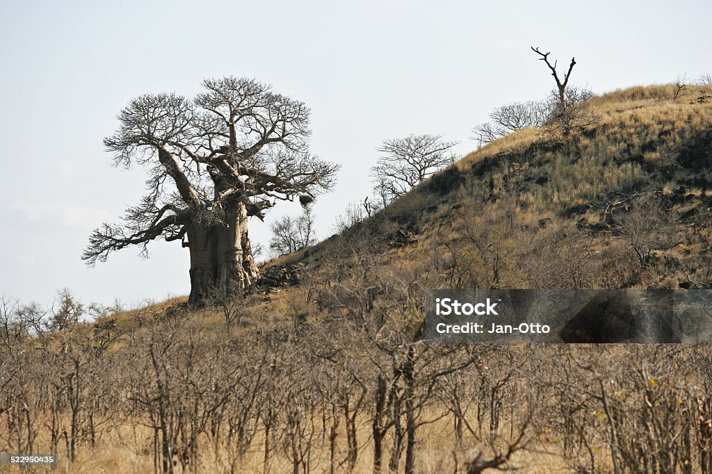 Baobab im Krüger national park - Lizenzfrei Affenbrotbaum Stock-Foto