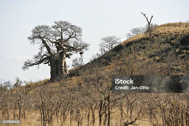 Baobab Im Krüger National Park Stockfoto und mehr Bilder von Affenbrotbaum - Affenbrotbaum, Afrika, Anhöhe