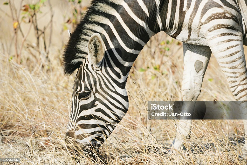 Zebra im Krüger national park - Lizenzfrei Afrika Stock-Foto