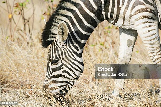 Zebra Im Krüger National Park Stockfoto und mehr Bilder von Afrika - Afrika, Einzelner Gegenstand, Einzelnes Tier