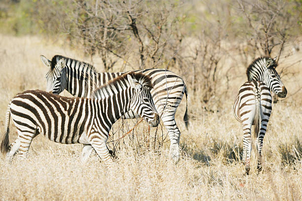 istock Zebras in Kruger national park 522950439