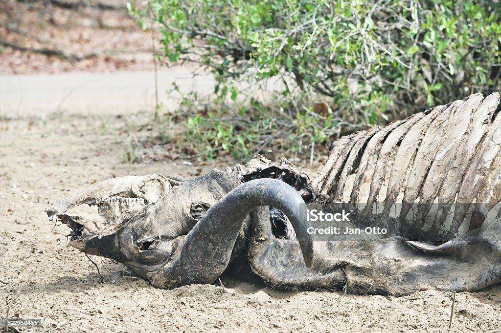 Dead buffalo im Krüger national park - Lizenzfrei Afrika Stock-Foto