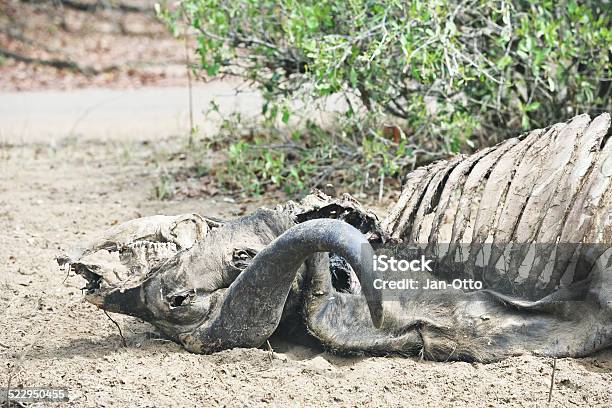 Dead Buffalo Im Krüger National Park Stockfoto und mehr Bilder von Afrika - Afrika, Brustkorb - Menschlicher Knochen, Farbbild