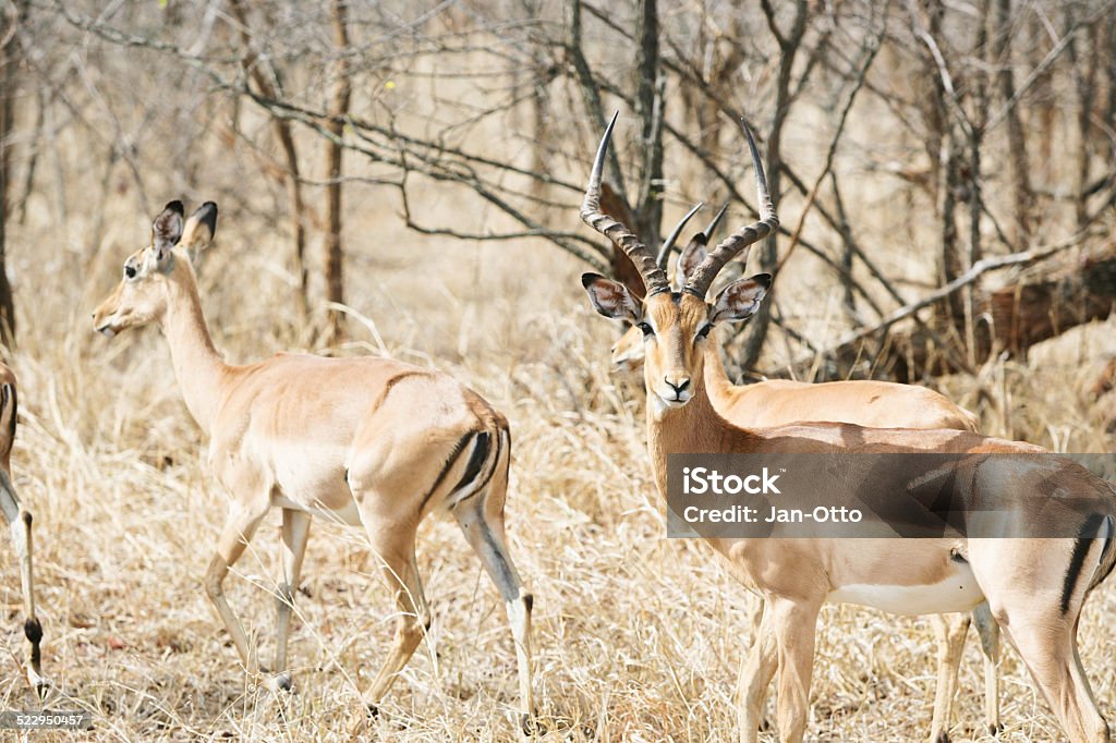 Impalas in Kruger national park Impalas in Kruger national park. The male is facing the camera. Image taken with Canon EOS 1Ds Mark II and 70-200mm 2,8 USM L. XXL size image. Africa Stock Photo