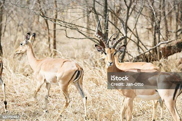 Impalas In Kruger National Park Stock Photo - Download Image Now - Africa, Animal, Animal Body Part