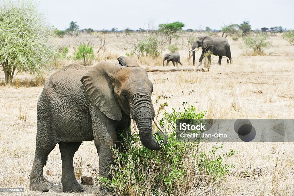 Elefanten Familie im Krüger Nationalpark - Lizenzfrei Afrika Stock-Foto