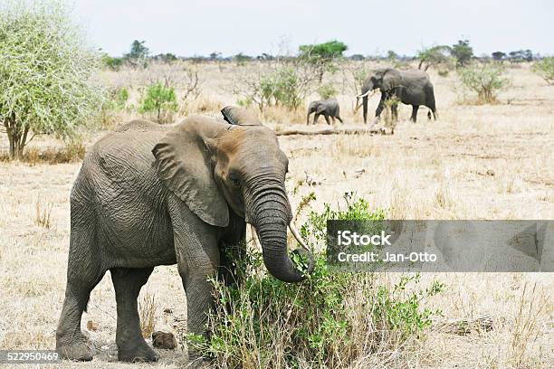 Elefanten Familie Im Krüger Nationalpark Stockfoto und mehr Bilder von Afrika - Afrika, Afrikanischer Elefant, Baum