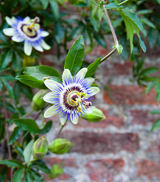 Passion flowers Passiflora caerulea passion fruit flower stock pictures, royalty-free photos & images