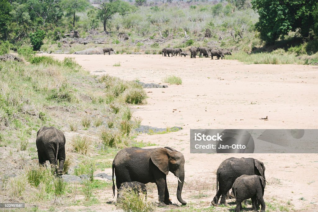 Gruppen von Elefanten im Krüger Nationalpark - Lizenzfrei Afrika Stock-Foto
