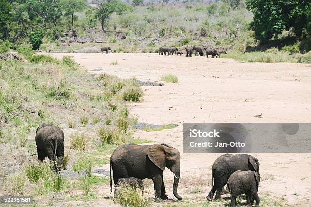 Gruppen Von Elefanten Im Krüger Nationalpark Stockfoto und mehr Bilder von Afrika - Afrika, Afrikanischer Elefant, Elefant