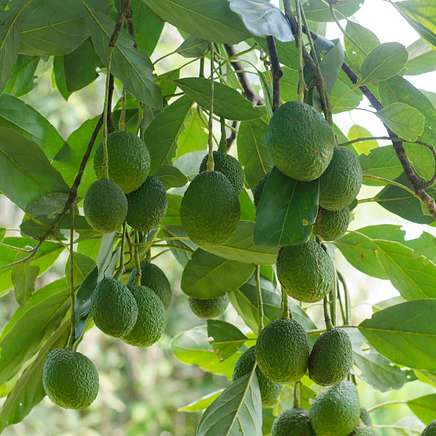 Avocados  growing on a tree