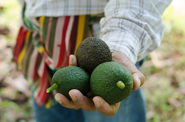 Avocados  in hand